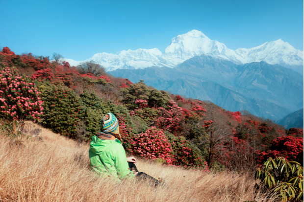 Female trekker looking over rhododendron forest to Annapurna